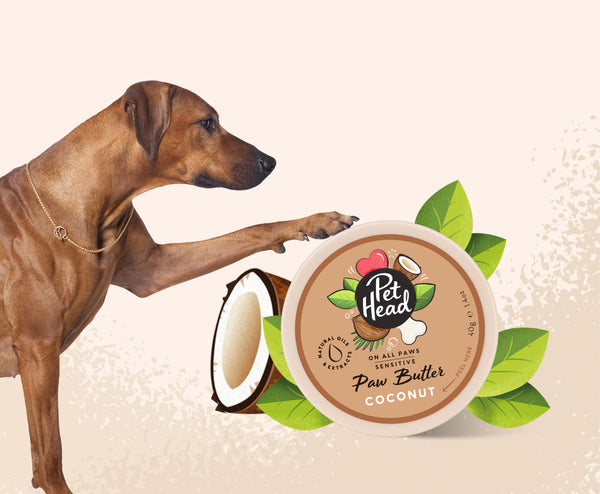 All Paws Coconut Paw Butter